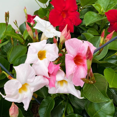 Dipladenie 'Trio' in Ampel bunt, Ampeltopf-Ø 25 cm