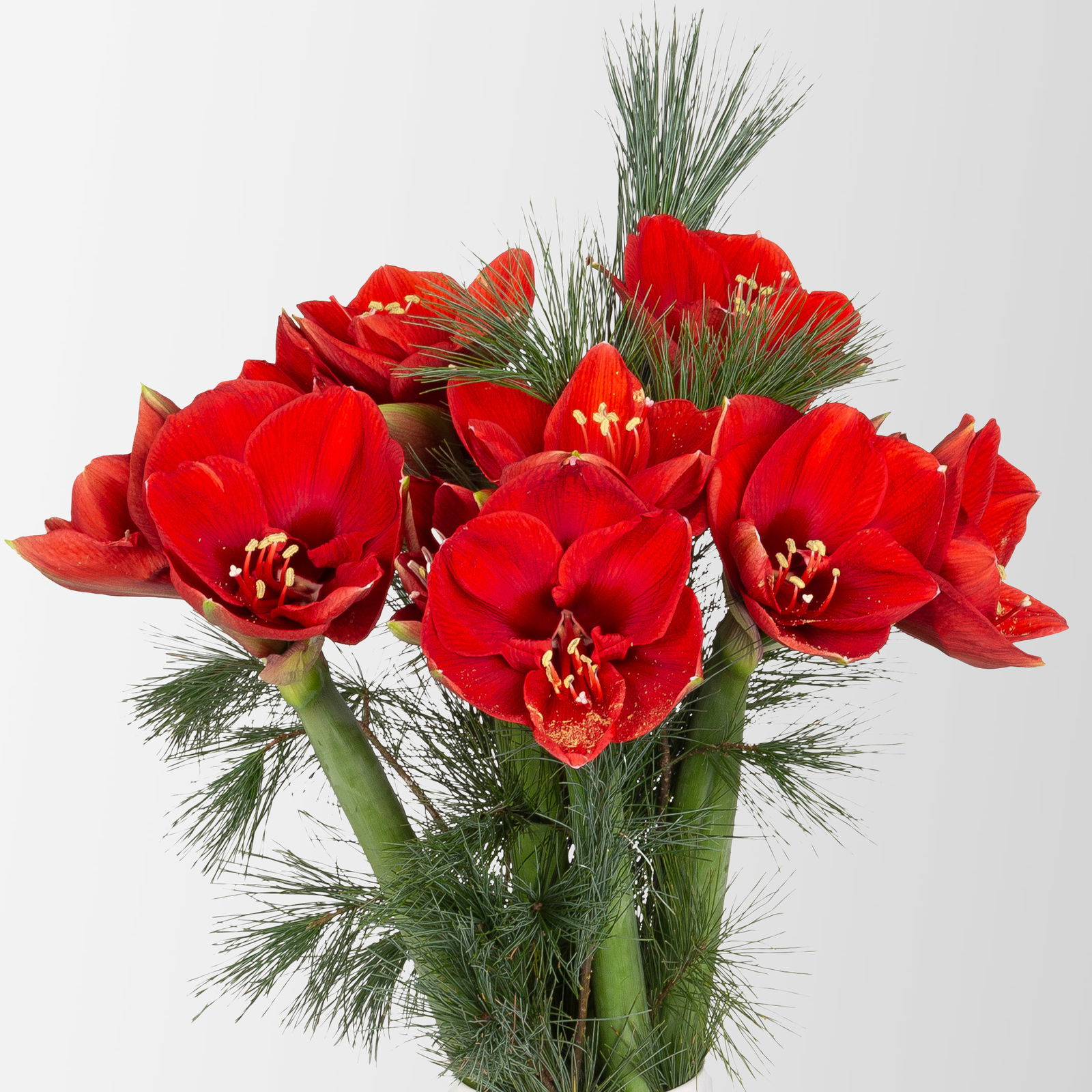 Schnittblumen-Mix aus 5 roten Amaryllis & 5 Seidenkiefer