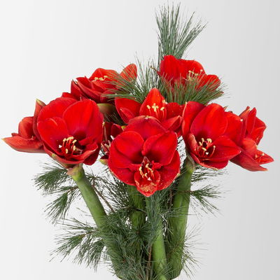 Schnittblumen-Mix aus 5 roten Amaryllis & 5 Seidenkiefer Schnittblumen-Mix aus 5 roten Amaryllis & 5 Seidenkiefer