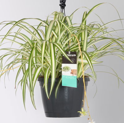 Grünlilie 'Variegatum', Ampeltopf-Ø 17 cm, Höhe ca. 35 cm