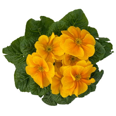 Primel dunkelgelb bis orange, Topf-Ø 10,5 cm, 8 Pflanzen Primel dunkelgelb bis orange, Topf-Ø 10,5 cm, 8 Pflanzen