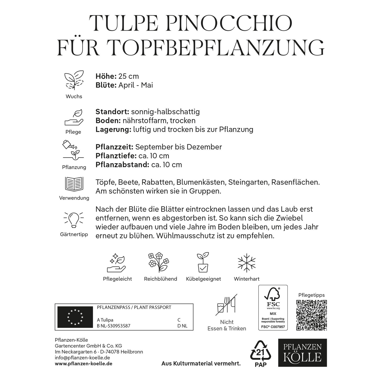 Tulpen für Topfbepflanzung Pinocchio, rot/weiß, 7 Blumenzwiebeln Tulpen für Topfbepflanzung Pinocchio, rot/weiß, 7 Blumenzwiebeln