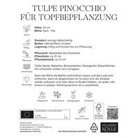Tulpen für Topfbepflanzung Pinocchio, rot/weiß, 7 Blumenzwiebeln Tulpen für Topfbepflanzung Pinocchio, rot/weiß, 7 Blumenzwiebeln