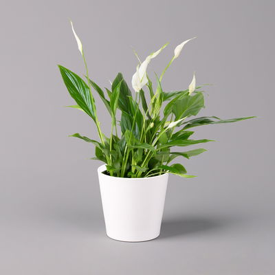 Einblatt 'Bellini', Topf-Ø 13 cm, mit Topf Dallas weiß, 3 Pflanzen