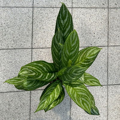 Aglaonema 'Stripes', Topf-Ø 17 cm, Höhe ca. 50 cm Aglaonema 'Stripes', Topf-Ø 17 cm, Höhe ca. 50 cm