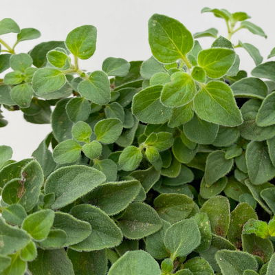 Bio Scharfer Oregano 'Hot & Spicy', Topf-Ø 12 cm Bio Scharfer Oregano 'Hot & Spicy', Topf-Ø 12 cm