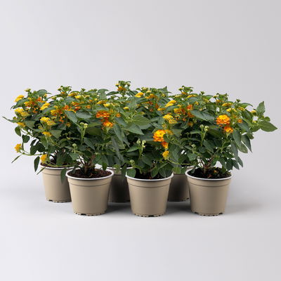 Wandelröschen, orange, Topf-Ø 12 cm, 6 Pflanzen