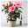 Hibiskus HibisQs® 'Juno Pink' dunkelpink, Topf-Ø 13 cm, 2er-Set