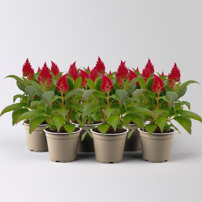 Celosia 'Kelos Fire Red' rot, Topf-Ø 12 cm, 6 Stück