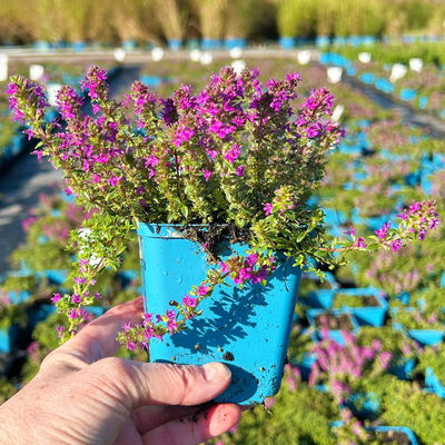 Bio Polsterthymian 'Purple Beauty', purpurrot, Topf 9x9 cm, 3 Pflanzen