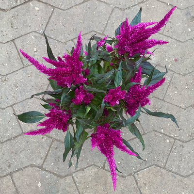 Celosia 'Javelin' lila, Topf-Ø 14 cm, 4er-Set
