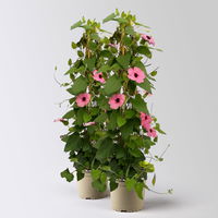 Schwarzäugige Susanne, rosa, Pyramide, Topf-Ø 17 cm, Höhe ca. 60 cm, 2 Pflanzen