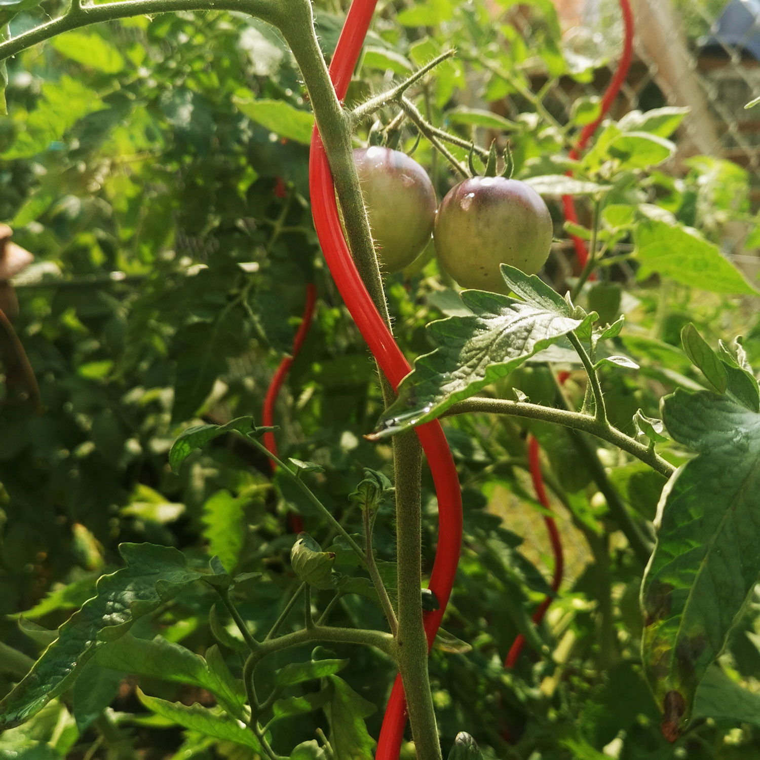 Tomatenspirale 'COLORATA', rot, H110 x Ø5 cm