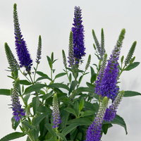 Pflanzenkreation Blütengeflüster, 5 Pflanzen inkl. Erde und Dünger