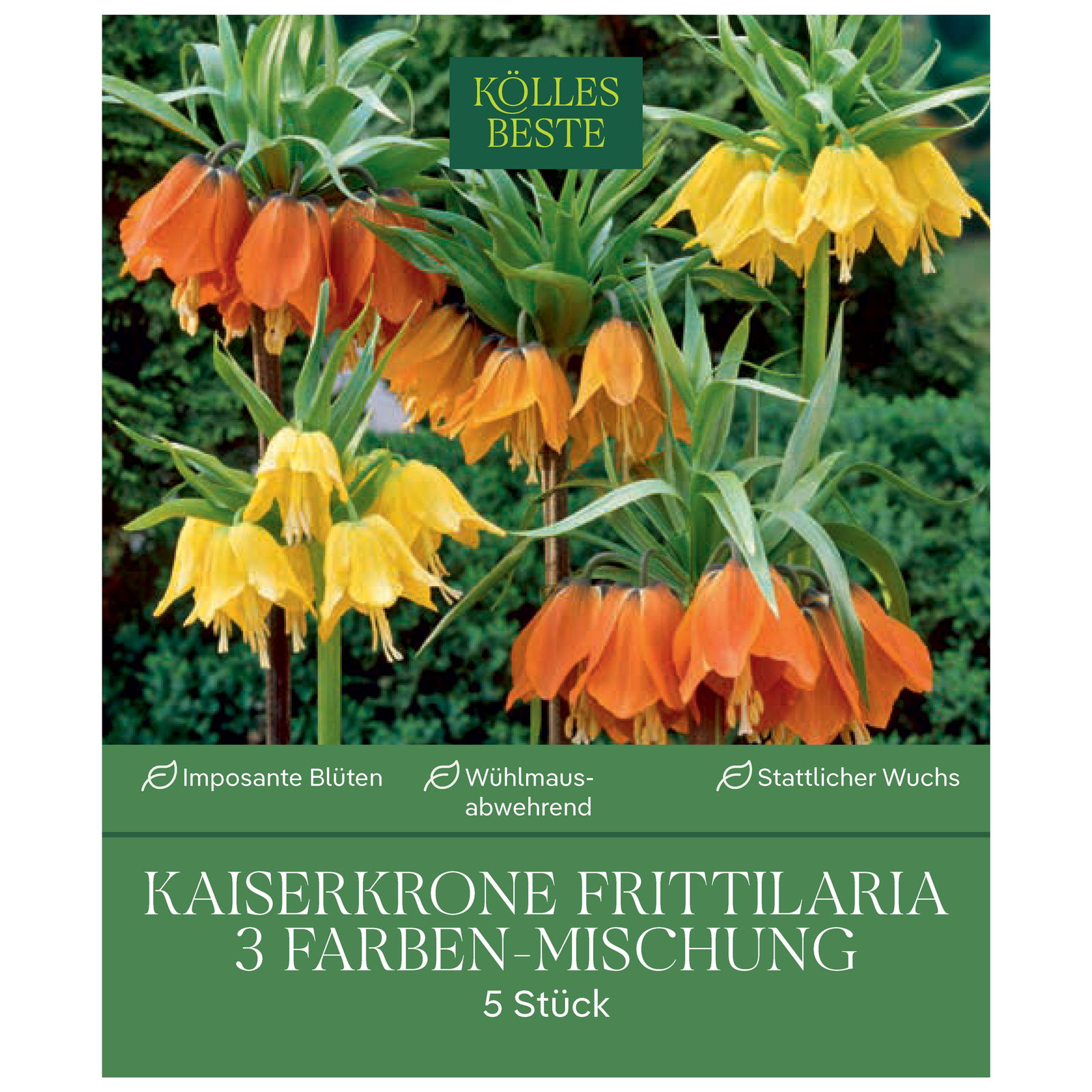 Kaiserkrone (Fritillaria) 3-Farben Mischung, 5 Blumenzwiebeln