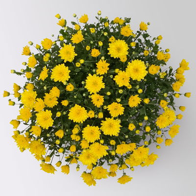 Chrysanthemen, gelb, Topf-Ø 19 cm, 3 Pflanzen Chrysanthemen, gelb, Topf-Ø 19 cm, 3 Pflanzen