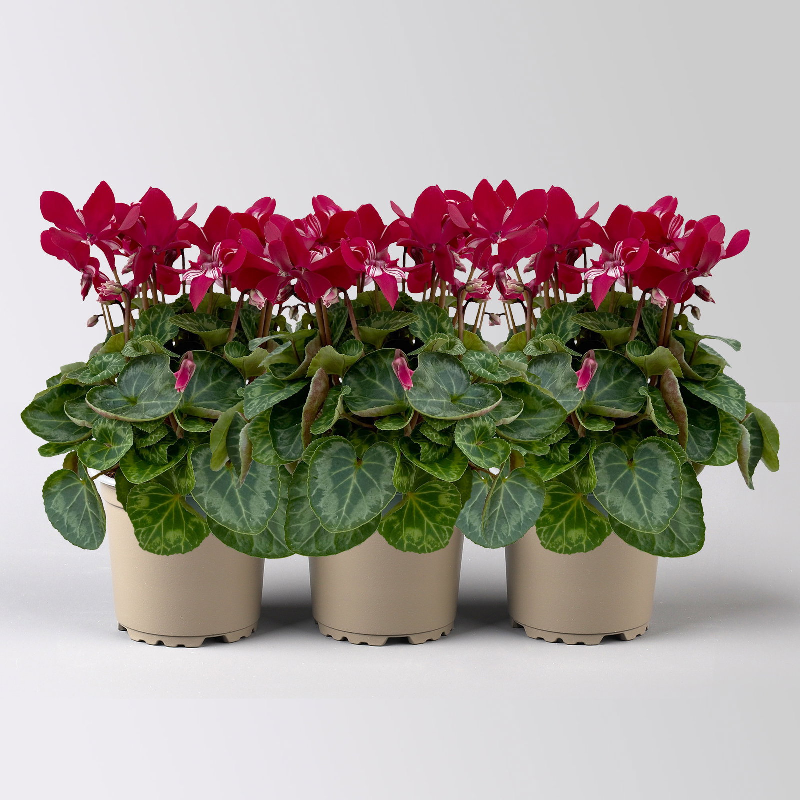 Alpenveilchen 'Exclusive® Djix', weinrot, Topf-Ø 10,5 cm, 3 Pflanzen Alpenveilchen 'Exclusive® Djix', weinrot, Topf-Ø 10,5 cm, 3 Pflanzen