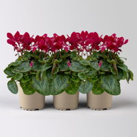 Alpenveilchen 'Exclusive® Djix', weinrot, Topf-Ø 10,5 cm, 3 Pflanzen Alpenveilchen 'Exclusive® Djix', weinrot, Topf-Ø 10,5 cm, 3 Pflanzen