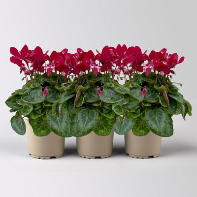 Alpenveilchen 'Exclusive® Djix', weinrot, Topf-Ø 10,5 cm, 3 Pflanzen Alpenveilchen 'Exclusive® Djix', weinrot, Topf-Ø 10,5 cm, 3 Pflanzen