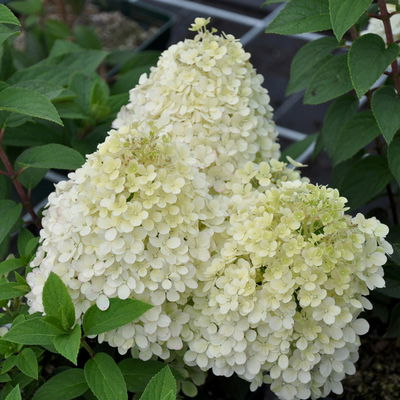 Rispenhortensien-Kollektion 'Weiss' (Hydrangea paniculata), 3er-Set, Topf 4,6 l Rispenhortensien-Kollektion 'Weiss' (Hydrangea paniculata), 3er-Set, Topf 4,6 l