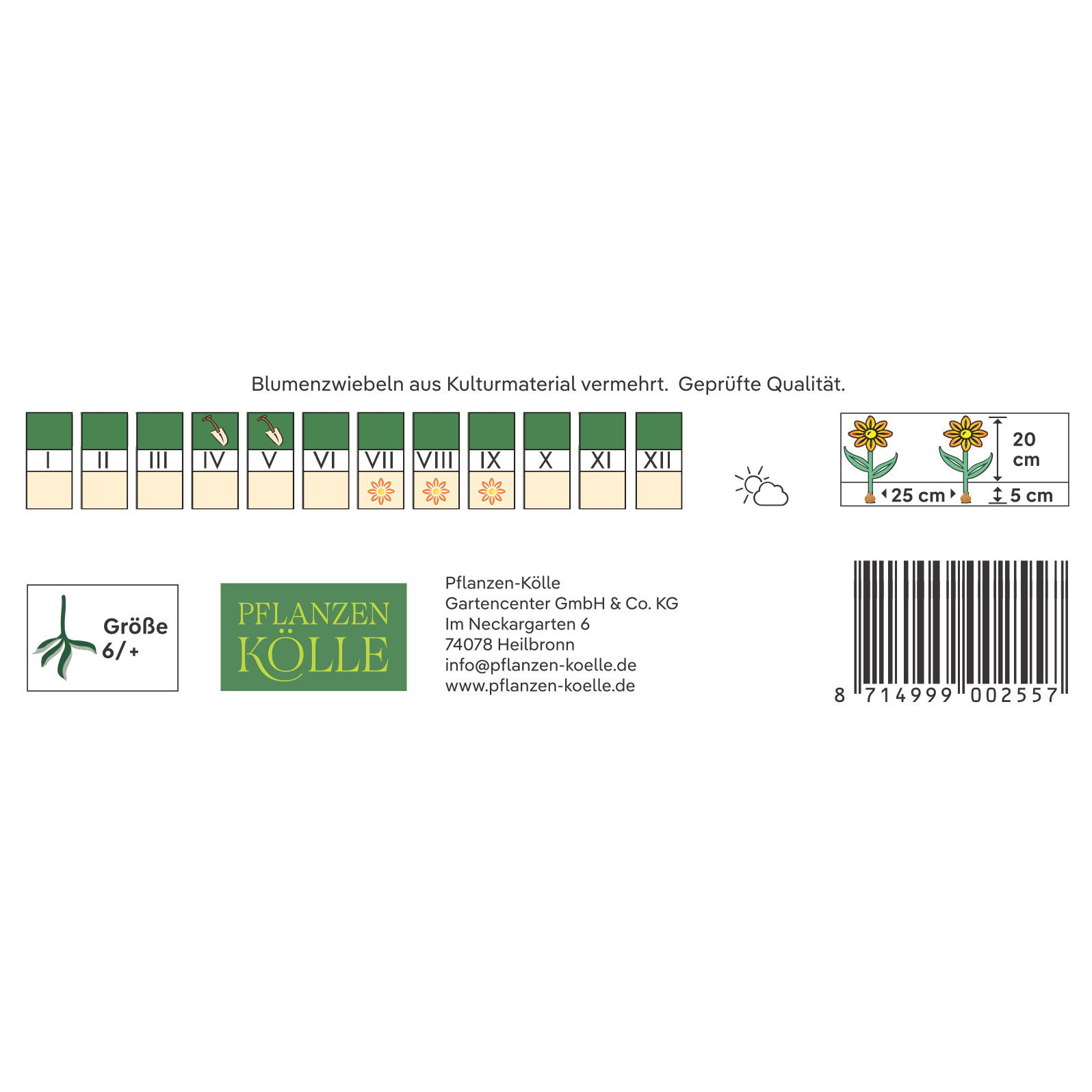 Kölles Beste Blumenknollen, Gefüllte Begonie 'Rot'