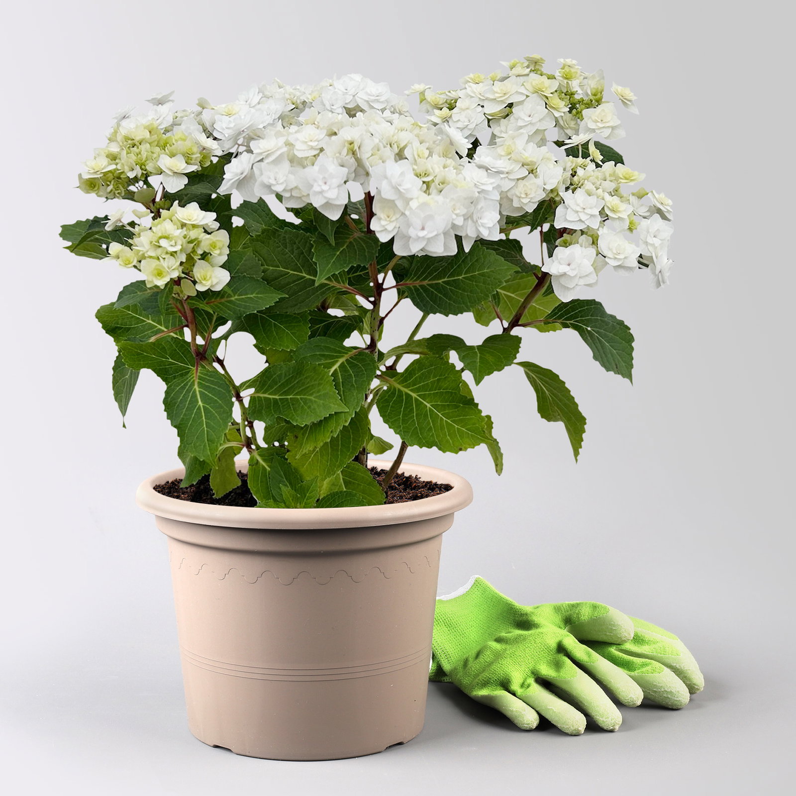 Tellerhortensie Hydrangea macrophylla 'Wedding Gown'®, weiß, Topf 23cm Ø Tellerhortensie Hydrangea macrophylla 'Wedding Gown'®, weiß, Topf 23cm Ø
