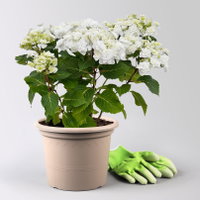 Tellerhortensie Hydrangea macrophylla 'Wedding Gown'®, weiß, Topf 23cm Ø Tellerhortensie Hydrangea macrophylla 'Wedding Gown'®, weiß, Topf 23cm Ø