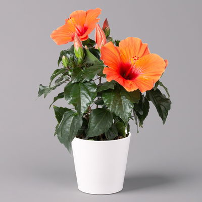 Hibiskus, orange, mit Keramiktopf weiß, Topf-Ø 13 cm, Höhe ca. 35 cm, 2 Pflanzen