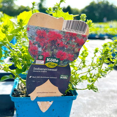 Bio Indianernessel, rot, Topf 11x11 cm, 3 Pflanzen