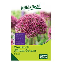 Zierlauch, Allium Ostara, purpur-rot, Größe 12+, 3 Blumenzwiebeln