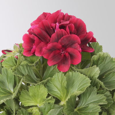 Edelgeranie Bella Donna® 'Don Leo®', rot, Topf-Ø 12 cm, 6 Pflanzen