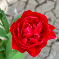 Tulpe 'Pamplona' rot, vorgetrieben, Topf-Ø 23 cm