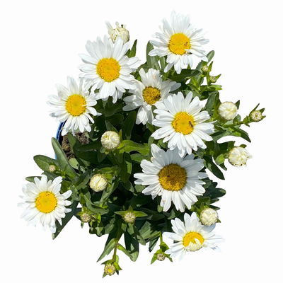 Kölles Beste Zwerg-Sommermargerite 'Snow Lady', 3 Liter Topf Kölles Beste Zwerg-Sommermargerite 'Snow Lady', 3 Liter Topf