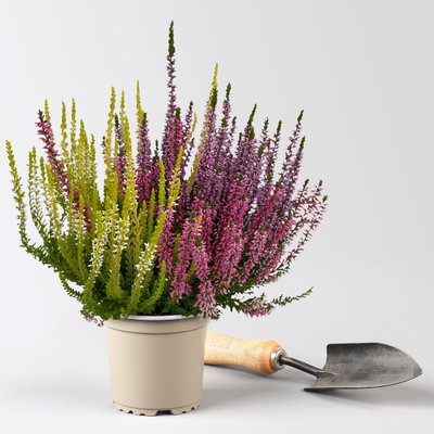 Calluna 'Beauty Ladies® Milca-Trio', lila-rot-weiß, Topf-Ø 11 cm, 6 Pflanzen Calluna 'Beauty Ladies® Milca-Trio', lila-rot-weiß, Topf-Ø 11 cm, 6 Pflanzen