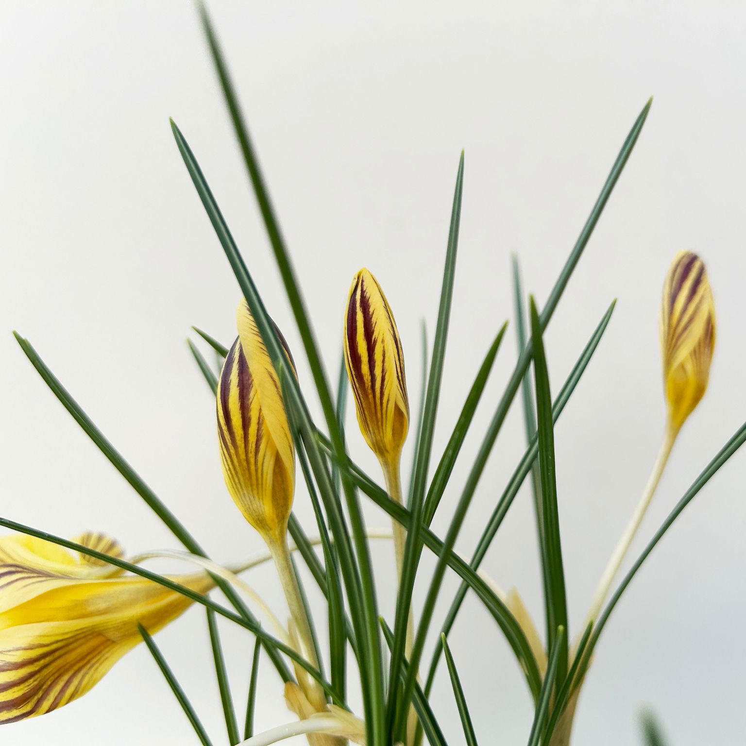 Zwiebelpflanzen-Set Frühlingsbote, gelb-weiß, 9 Pflanzen Zwiebelpflanzen-Set Frühlingsbote, gelb-weiß, 9 Pflanzen