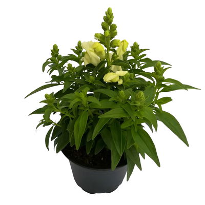 Löwenmäulchen weiß, Topf 12 cm Ø, 6 Stück