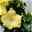 Hibiskus hellgelb, Stamm, Topf-Ø 17 cm, Höhe ca. 70 cm