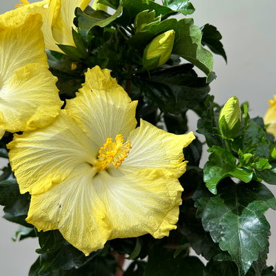 Hibiskus, hellgelb, Stamm, Topf-Ø 17 cm, Höhe ca. 70 cm