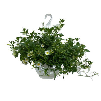 gemischte Sommerblumen-Ampel, weiß, Ampeltopf-Ø 27 cm