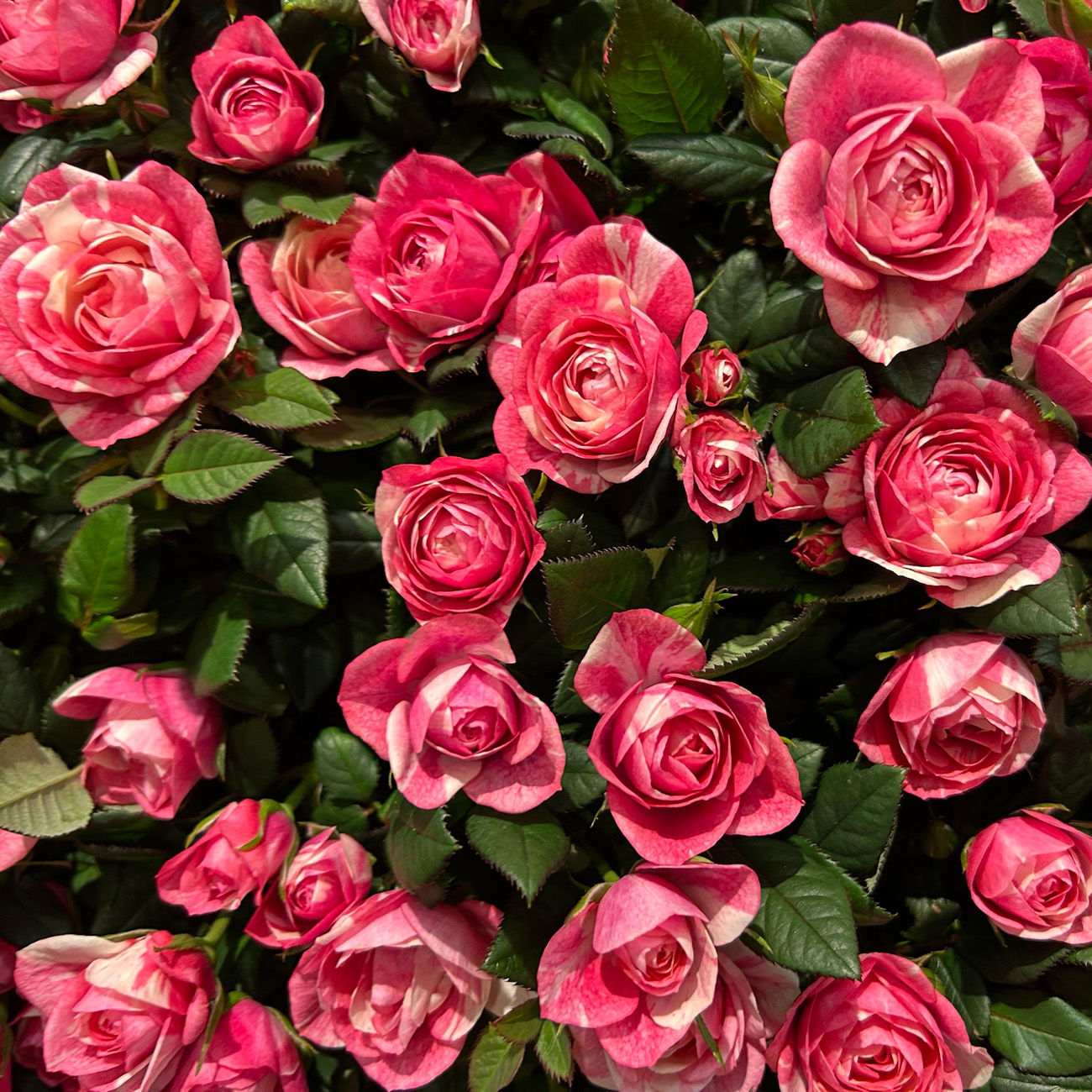 Rose 'Vieve', rosa-weiß, Topf-Ø 10,5 cm, 3 Pflanzen