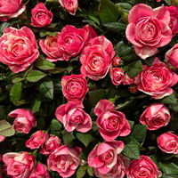 Rose 'Vieve', rosa-weiß, Topf-Ø 10,5 cm, 3 Pflanzen