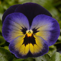 Stiefmütterchen 'Matrix Midnight Glow®' blau, Topf-Ø 13 cm, 6 Pflanzen