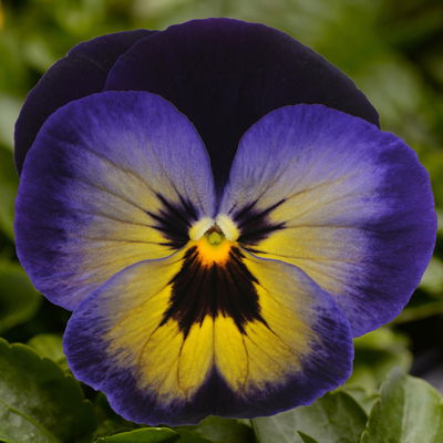 Stiefmütterchen 'Matrix Midnight Glow®' blau, Topf-Ø 13 cm, 6 Pflanzen