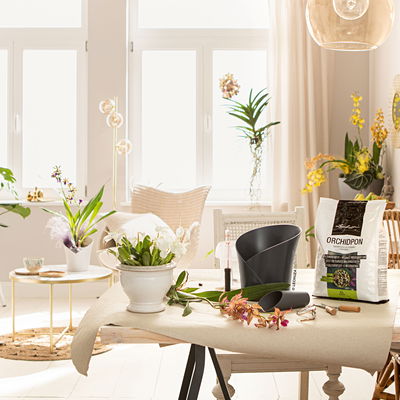 Lechuza 'Orchidea', schiefergrau, ca. Ø 18 x H 20 cm