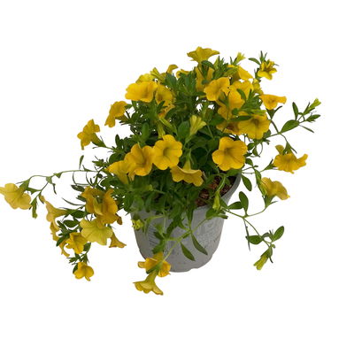 Zauberglöckchen, gelb, Topf-Ø 12 cm, 6 Pflanzen