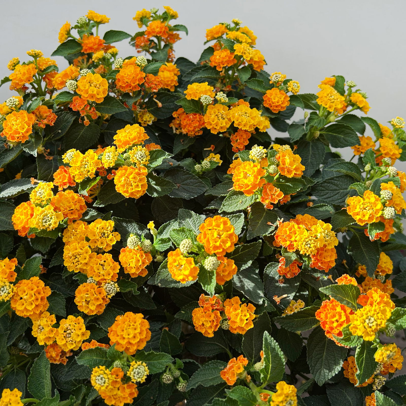 Wandelröschen, orange, Stamm, Topf-Ø 23 cm