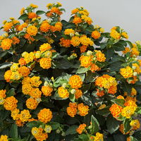 Wandelröschen, orange, Stamm, Topf-Ø 23 cm