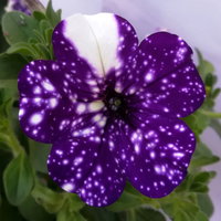 Petunie 'NightSky®', blau-weiß, Ampeltopf-Ø 27 cm