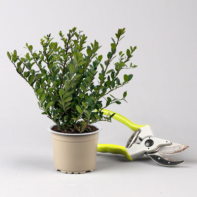 Ilex crenata 'Dark Green®', Topf-Ø 9 cm, 6er-Set Ilex crenata 'Dark Green®', Topf-Ø 9 cm, 6er-Set