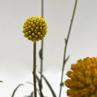Craspedia, gelb, Topf-Ø 17 cm, 2 Pflanzen Craspedia, gelb, Topf-Ø 17 cm, 2 Pflanzen